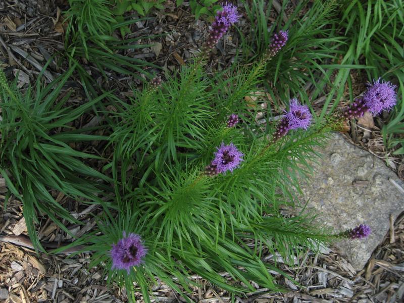 Blazing Star, Gayfeather plant