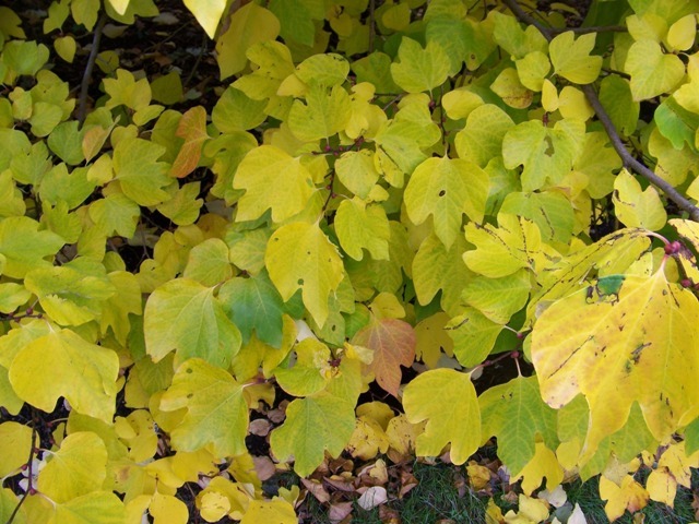 Spicebush leaves