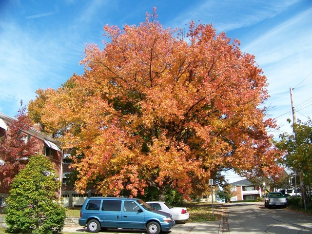 Sweetgum tree