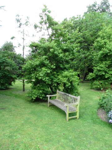 bench and Oriental Sweetgum trees