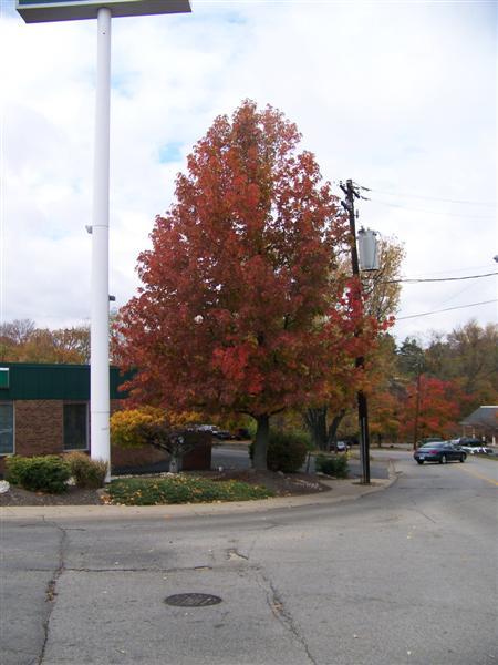 Sweetgum tree