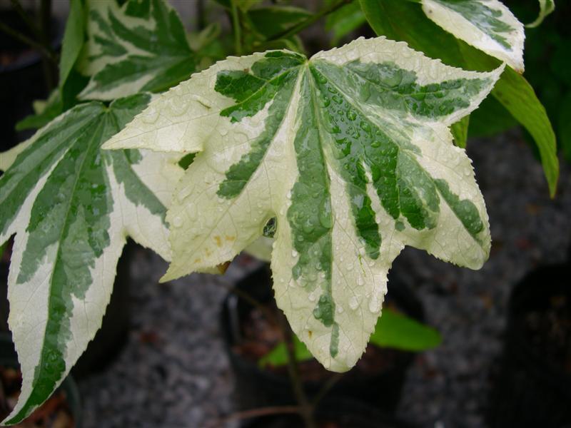 Variegated Sweetgum leaf with dew