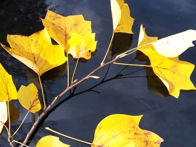 Tulip Poplar yellow leaves