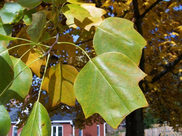 Tulip Poplar greenish-yellow leaves