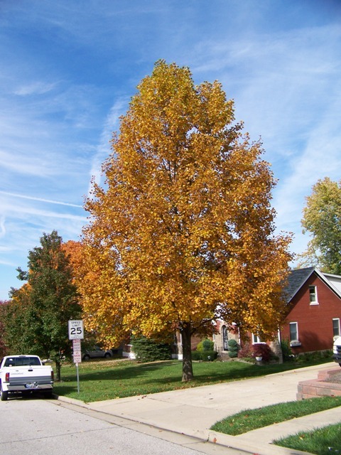 Tulip Poplar tree