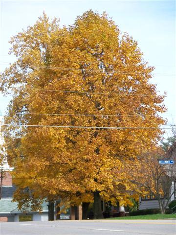 Tuliptree yellow tree