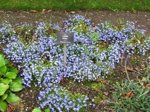 Edging Lobelia Garden Lobelia