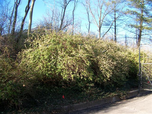 Fragrant honeysuckle