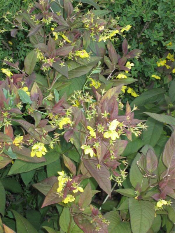 Yellow Loosestrife