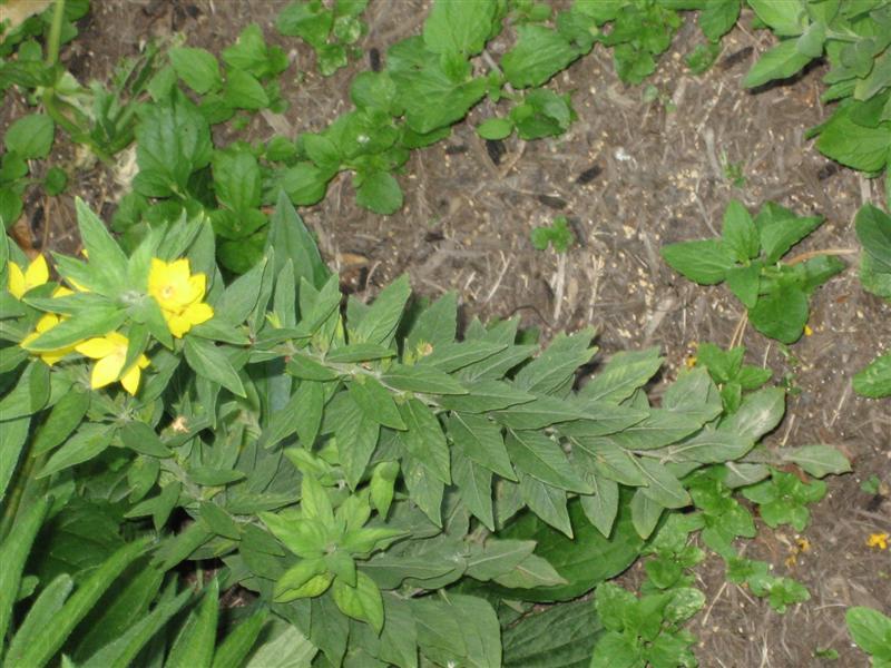 Yellow Loosestrife