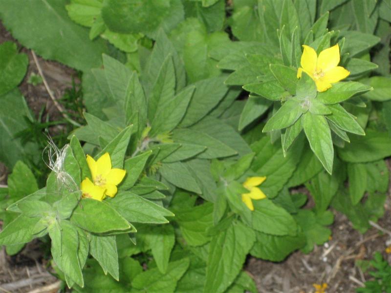 Yellow Loosestrife