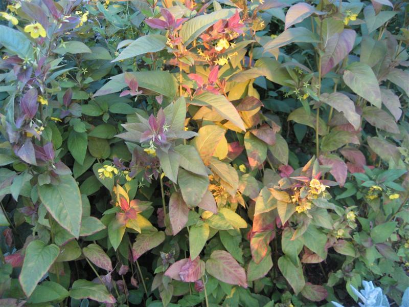 Yellow Loosestrife