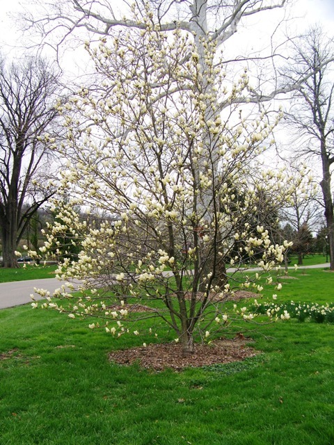 Elizabeth Magnolia tree