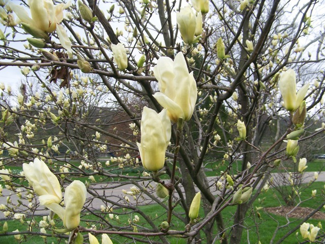 Elizabeth Magnolia tree flowers