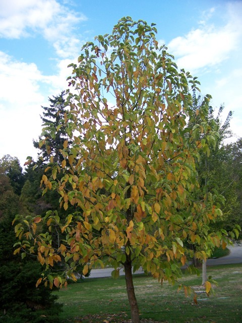 Yelllow and green Cucumbertree Magnolia