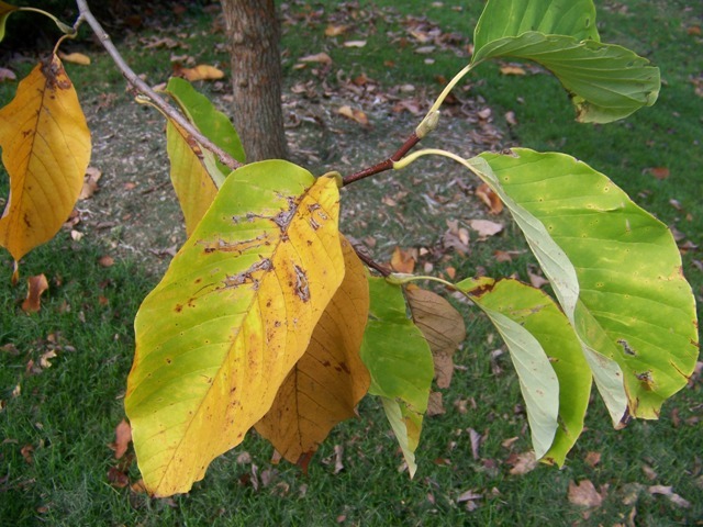 Cucumbertree Magnolia leaves