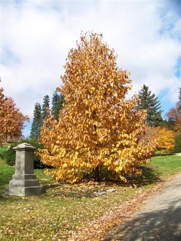 Yellow Cucumbertree Magnolia