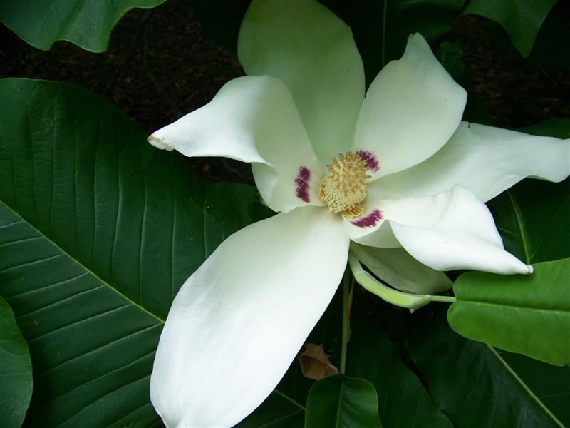 Bigleaf Magnolia flower