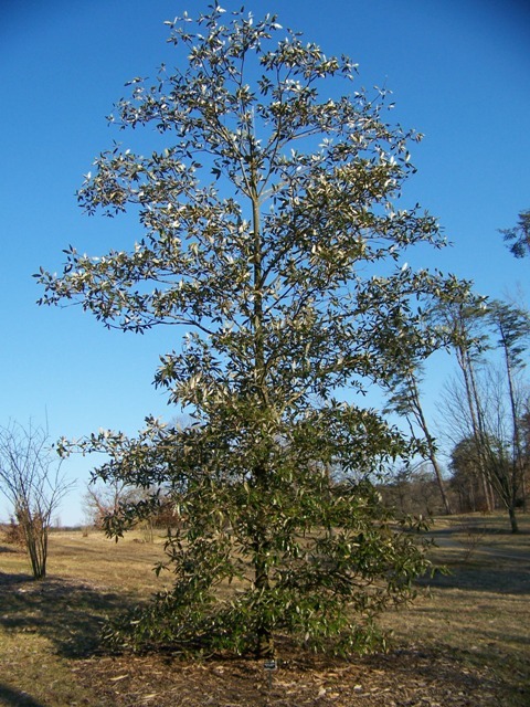 Evergreen Sweetbay Magnolia tree