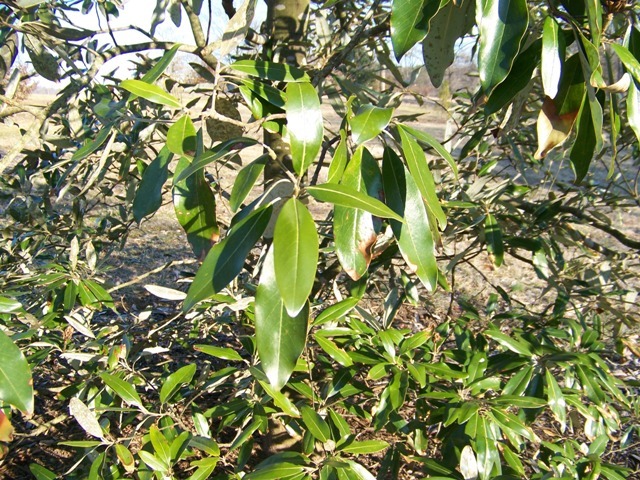 Evergreen Sweetbay Magnolia leaves