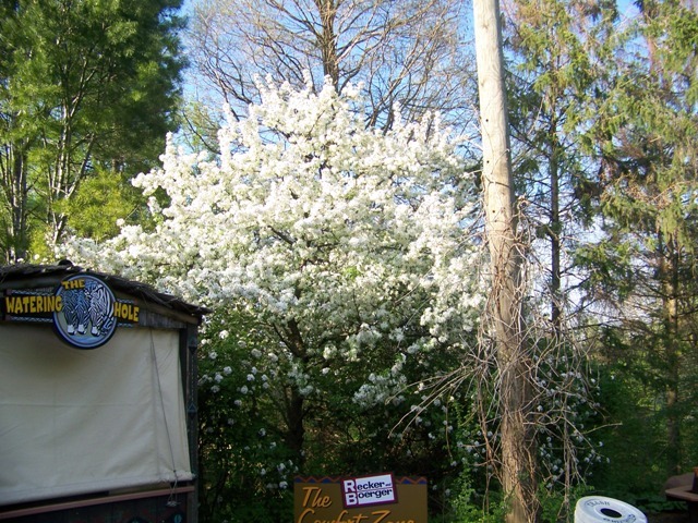 Sugar Tyme Crabapple tree