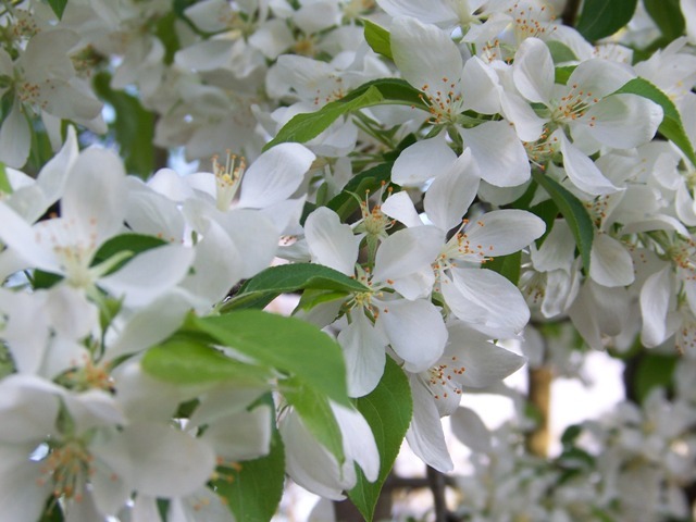 Spring Snow Crabapple flowers