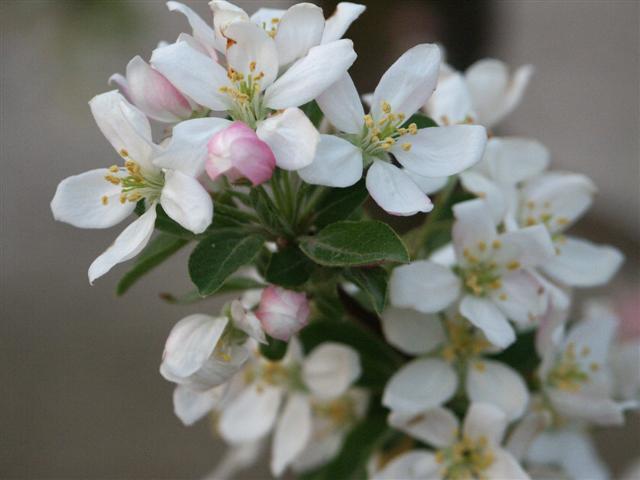 Sugar Tyme Crabapple tree flowers