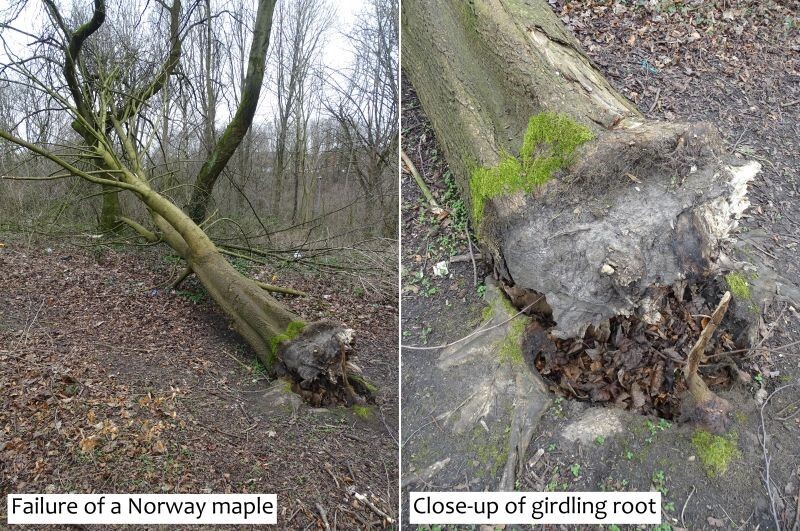 Fallen Maple tree