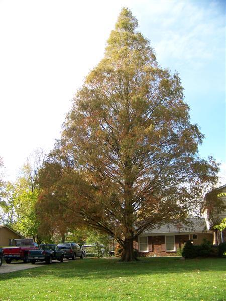 Dawn Redwood tree