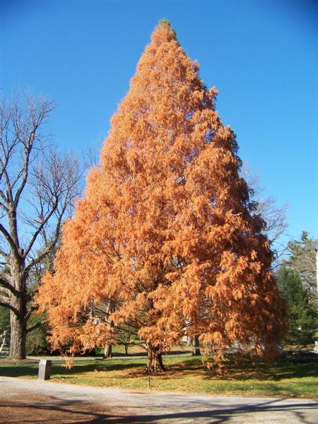 Dawn Redwood tree