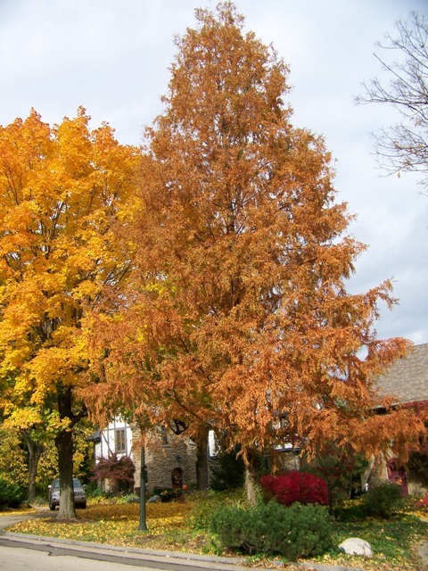 Dawn Redwood tree