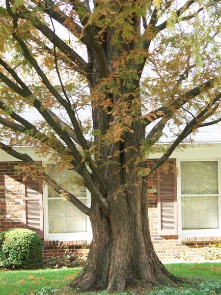 Dawn Redwood tree close-up