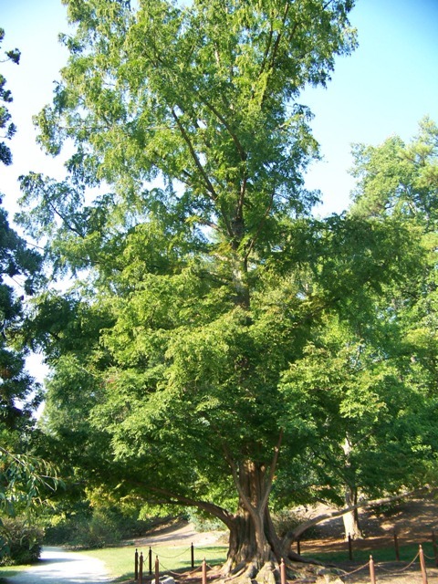 Dawn Redwood tree