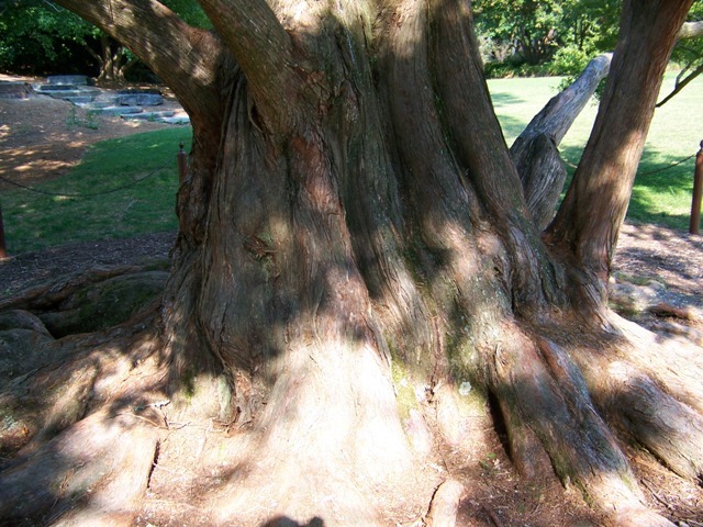 Dawn Redwood tree trunk