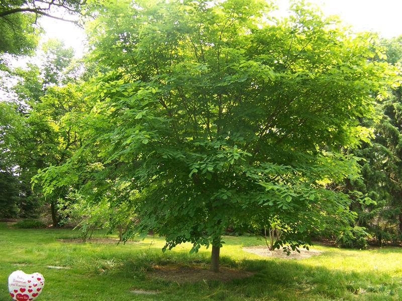 Yellowwood tree