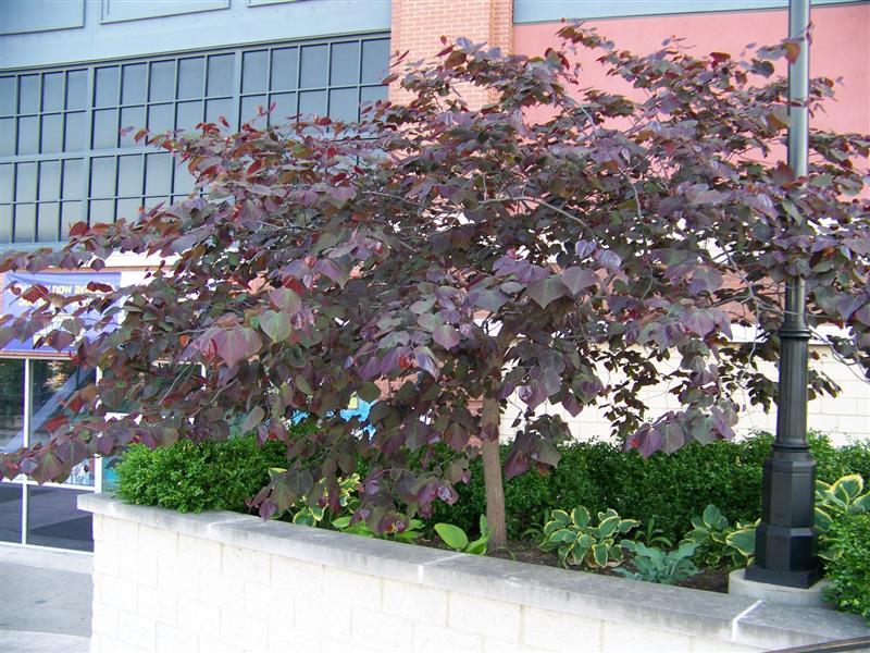 Forest Pansy Redbud tree