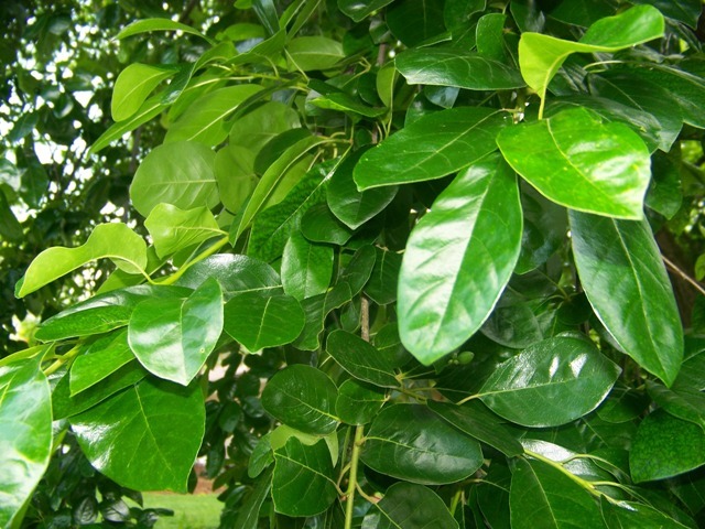 Weeping Black Gum leaves