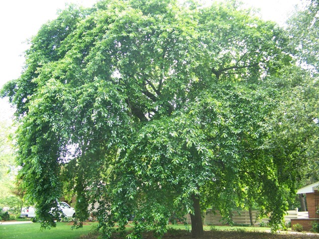 Weeping Black Gum tree