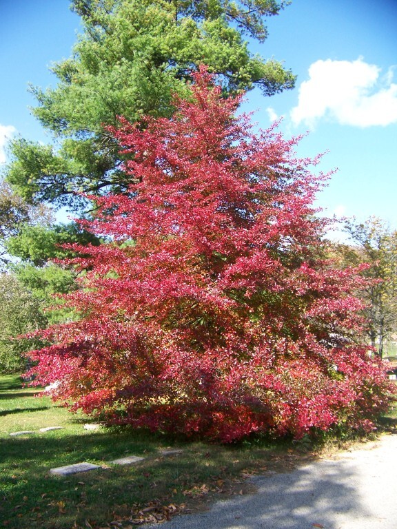 Black Gum tree