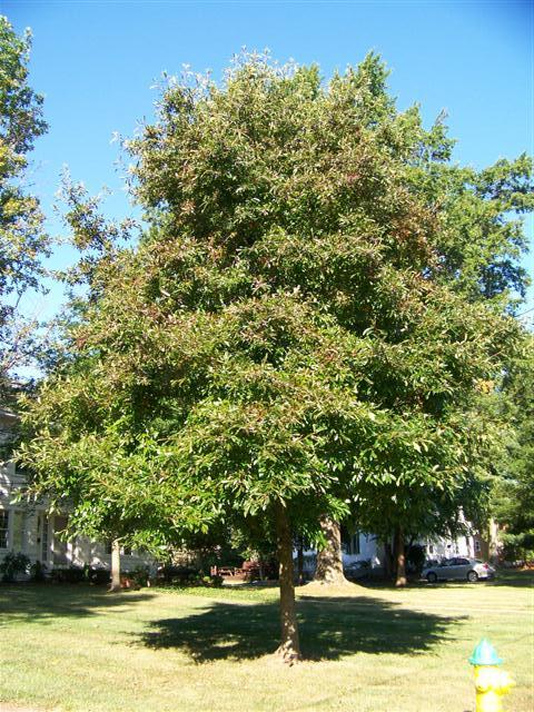 Black Gum tree