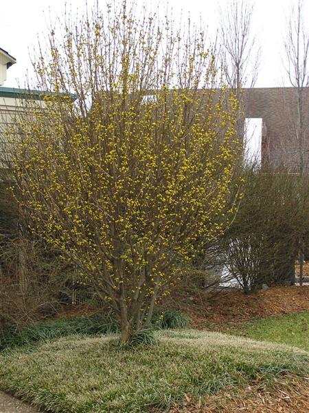 Golden Glory Cornelian Cherry tree