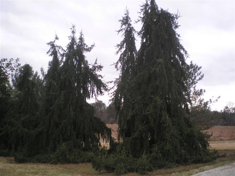 Weeping Norway Spruce trees