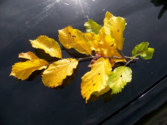 Yellow leaf branch with a couple green leaves