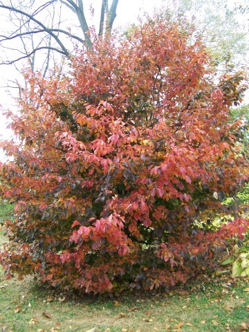 Persian Parrotia tree