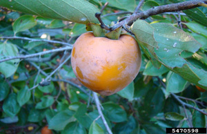 fruit on branch