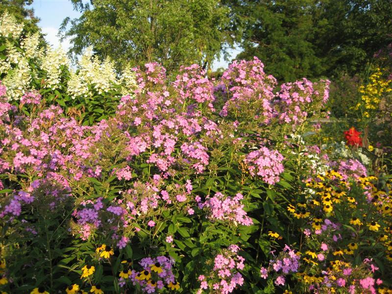 Garden Phlox flowers