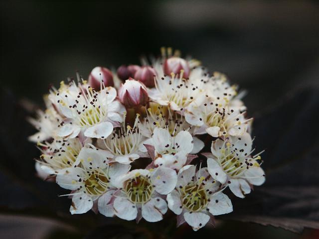 Diablo Ninebark flowers