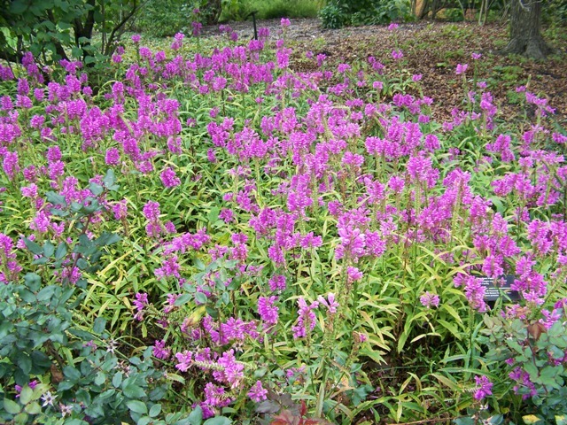 Vivid Obedient Plant