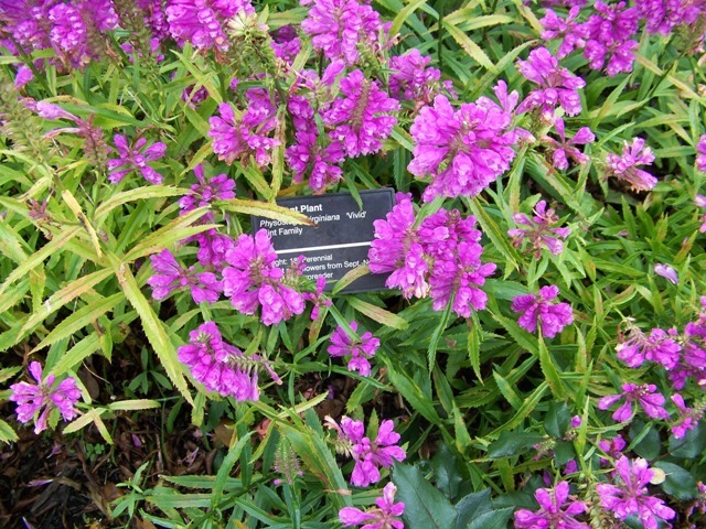 Vivid Obedient Plant