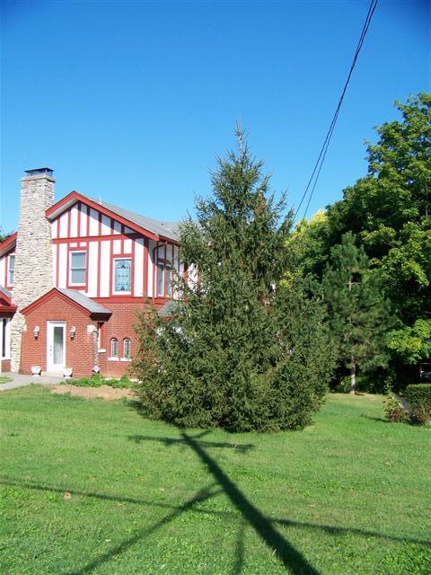 Norway Spruce tree